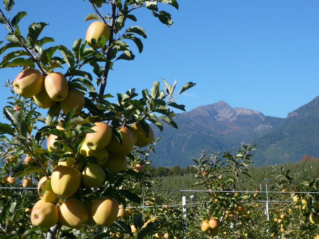 Apfel