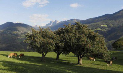 Sommerurlaub auf dem Bauernhof 2